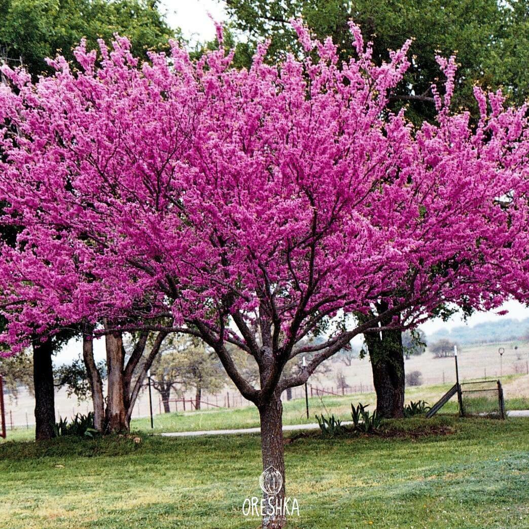 Seeds of Judas-tree (Cercis siliquastrum) — 10 pcs