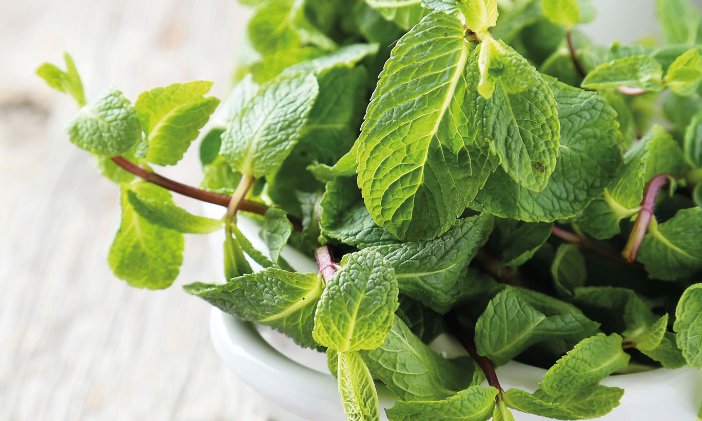 Мята