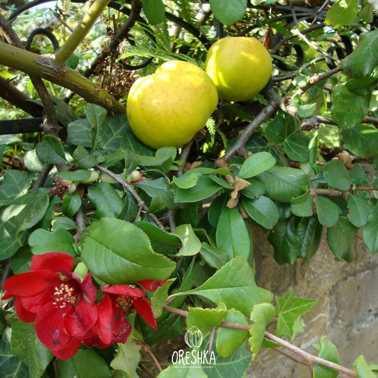 Chaenomeles japonica scarlet flowers on bare branches early spring