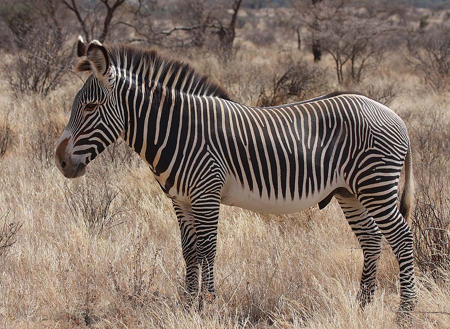 Почему зебра полосатая? Необычный эксперимент