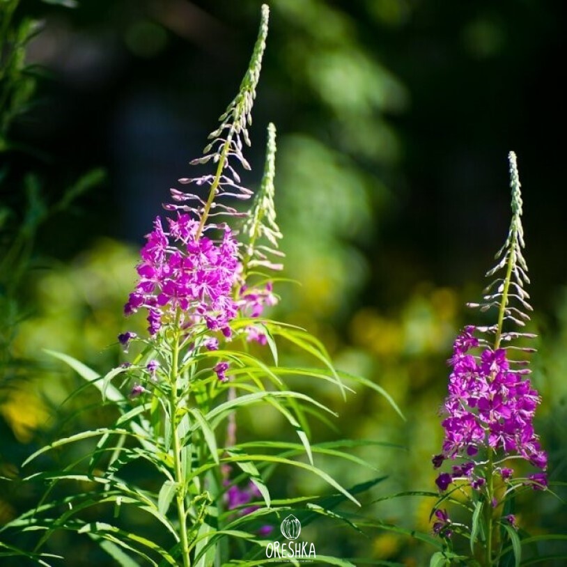 Seeds of fireweed (Chamaenerion angustifolium) — 100 pcs