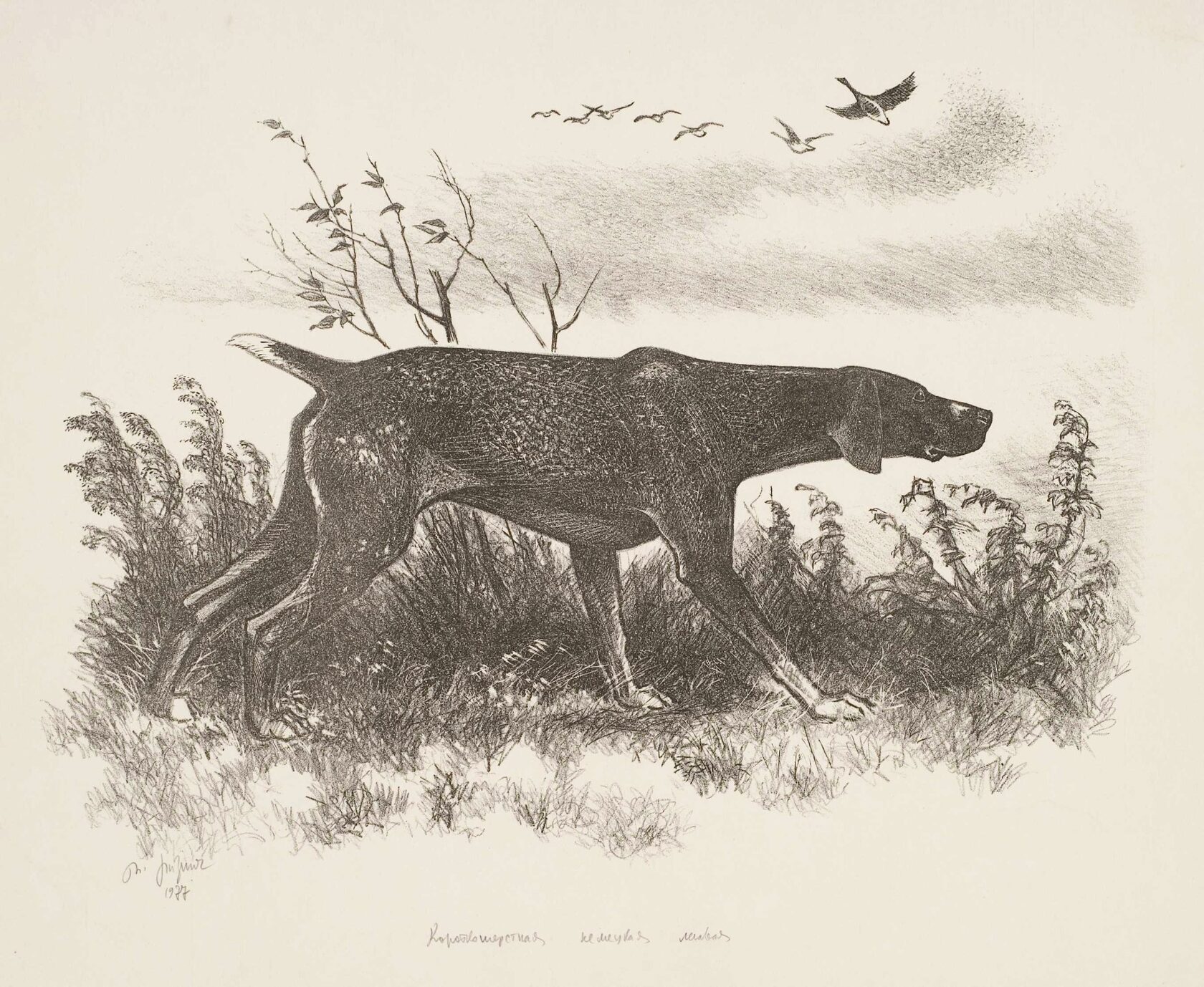 Ризнич И.И. Короткошерстная немецкая легавая. 1977