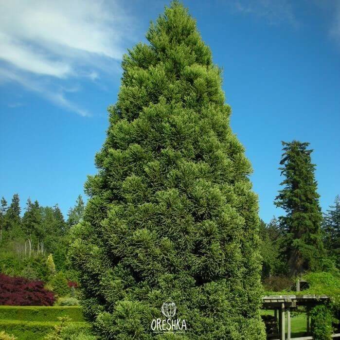 Seeds of Japanese cedar (Cryptomeria japonica) — 20 pcs