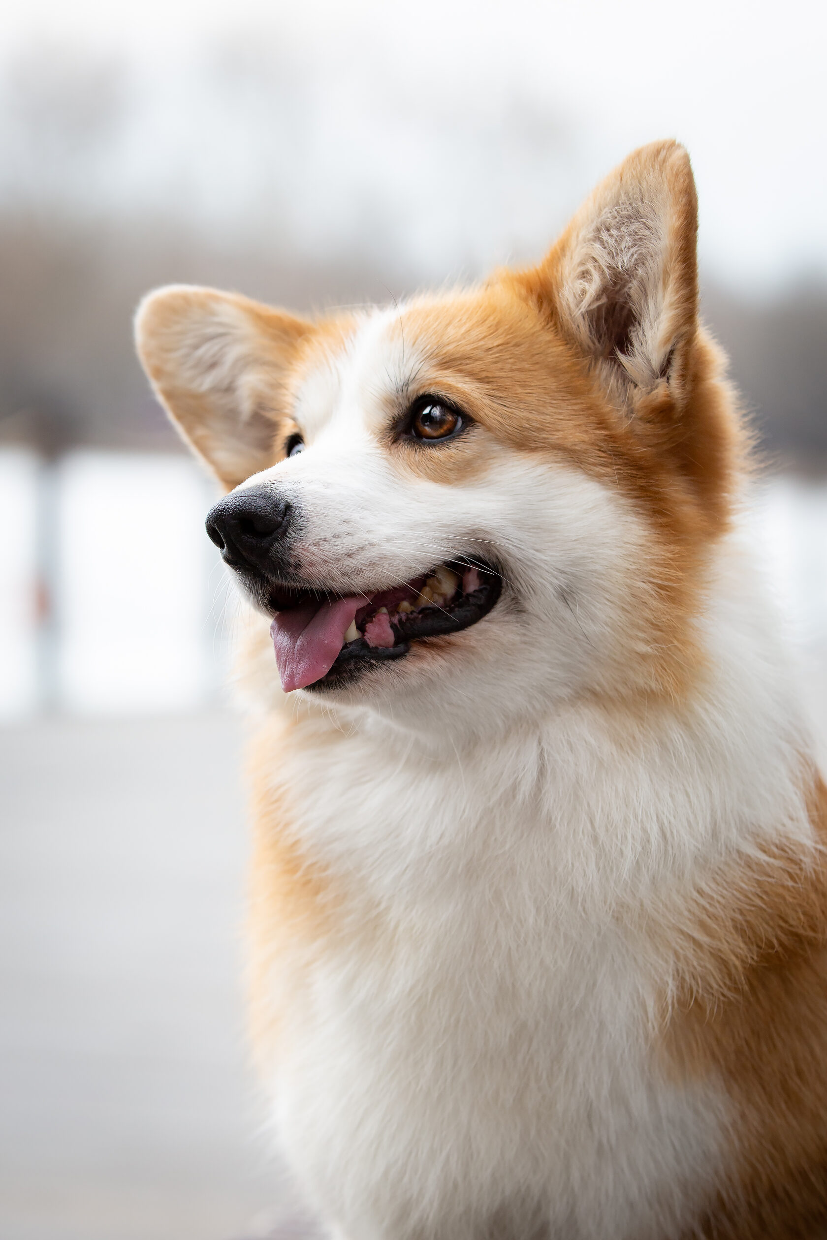 Питомник вельш корги пемброк Linnwood Kennel Moscow
