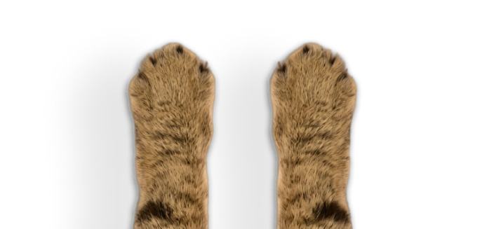 Кошачьи лапы рядом с кормом