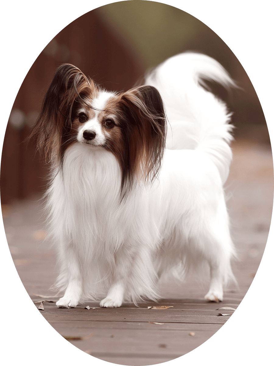 бело-соболиный папийон