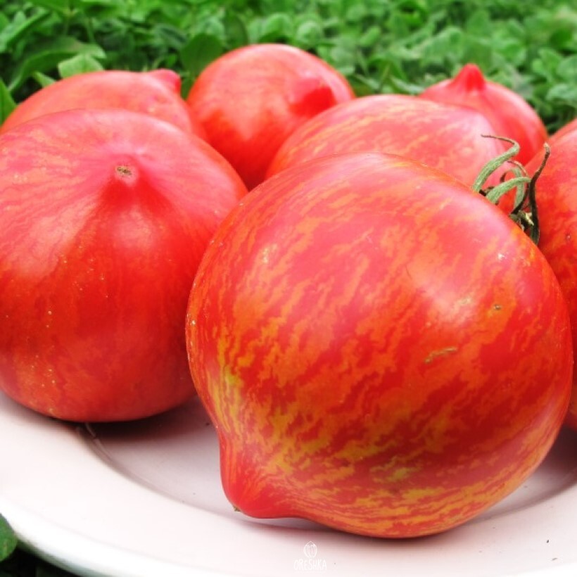 Seeds of Tomato Kozula 133 (solanum lycopersicum) — 10 pcs