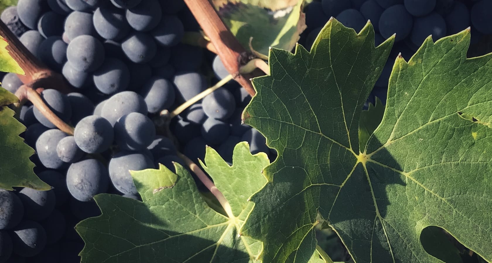 Fattoria della Aiola — foto 3