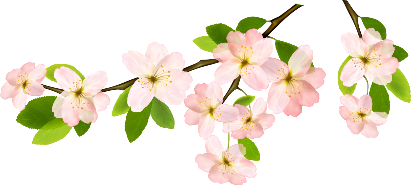 Цветы для оформления весны. Ветка яблони. Яблоневый цвет на белом фоне. Ветка яблони в цвету. Весенние цветы на прозрачном фоне.