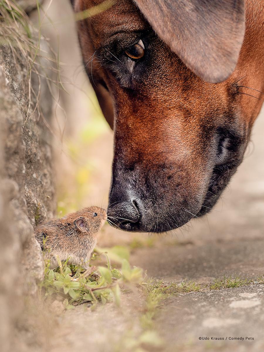 Comedy Pet Photo Awards