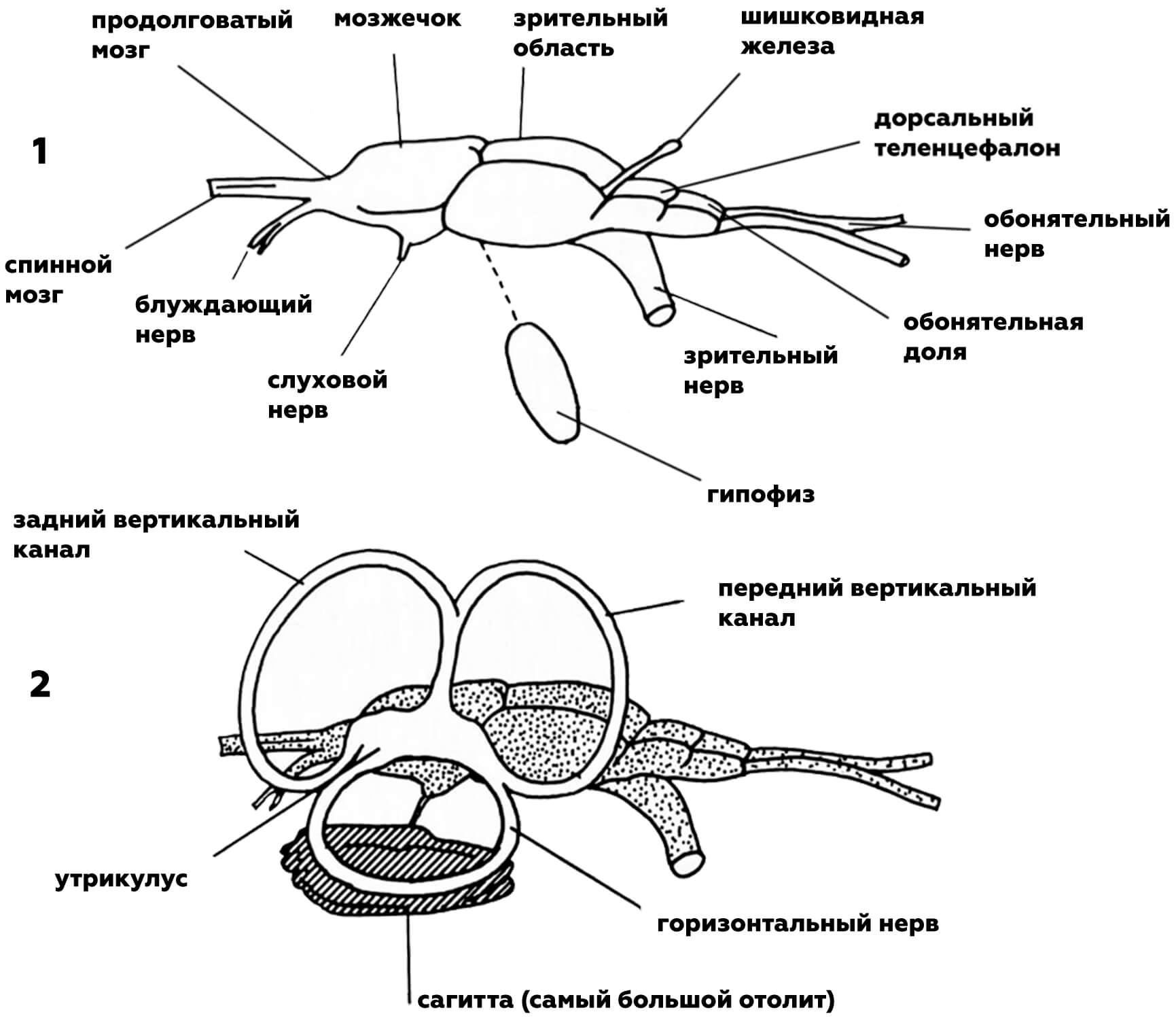 строение мозга лосося узв аквакультура