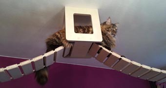 когтеточки комплексы