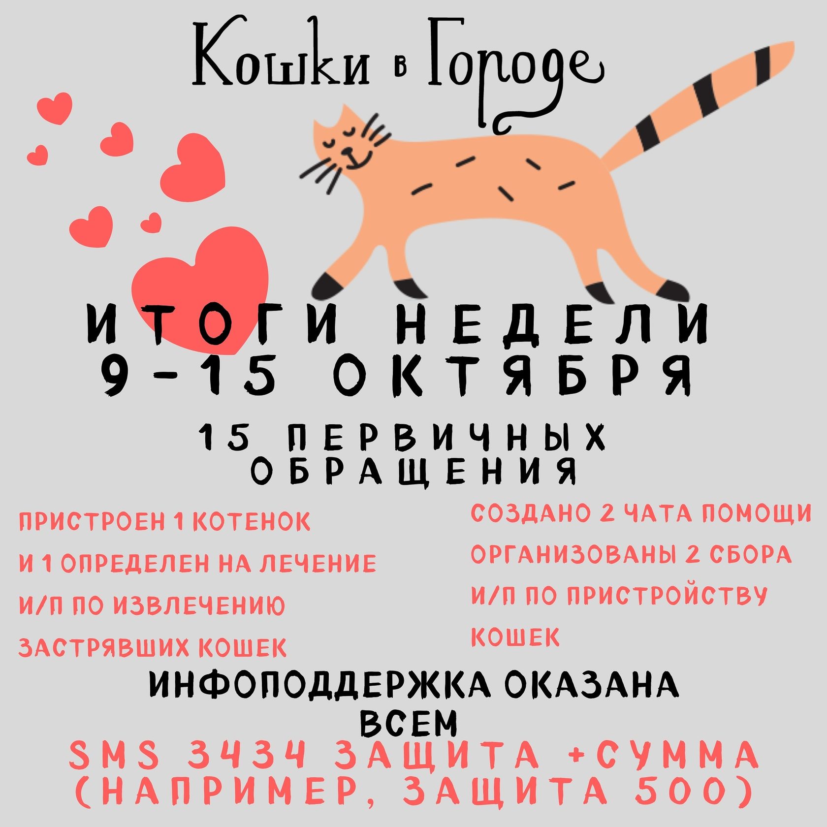 Проект накорми бездомных животных. Это. Фонд защиты животных. Фонд защиты городских животных. Ветпомощь кошке оыжей майн куну.
