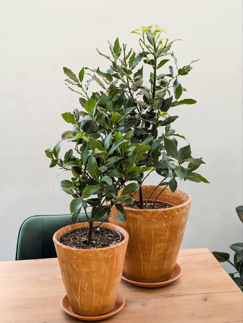Potted plant on wooden shelf