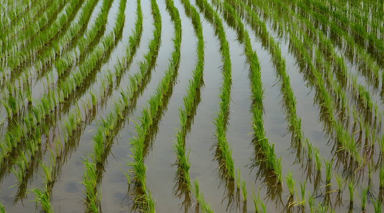 Поле с рисовыми растениями, отражающимися в воде.