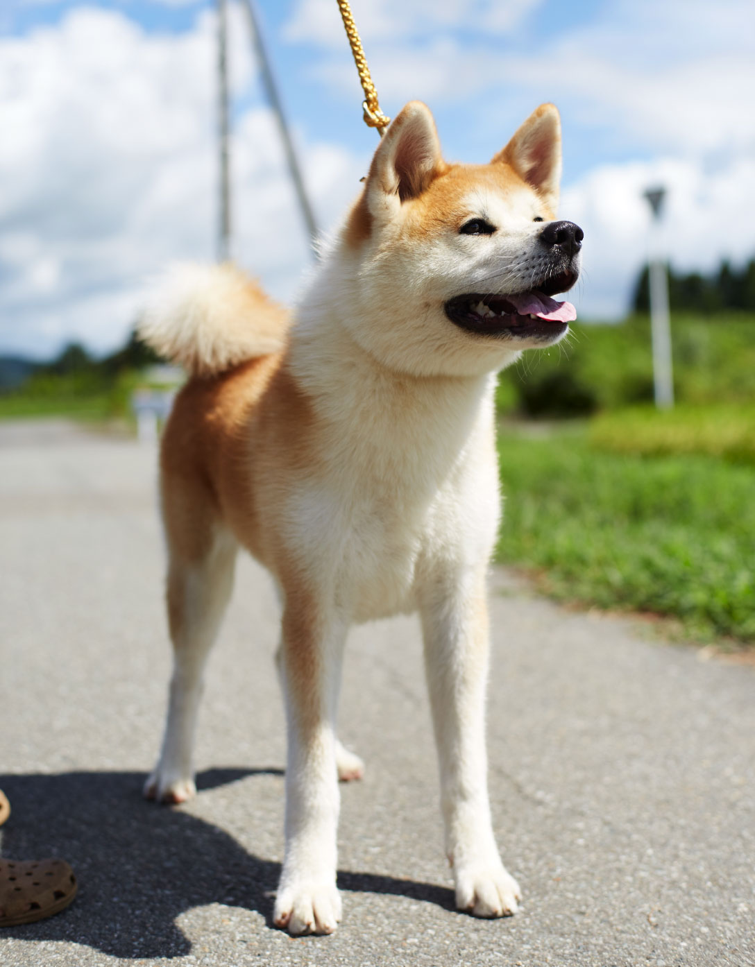 Хай ан. Акита-ину. Японская Акита ину. Японская порода собак Акита. Порода собак ину Акита ину.