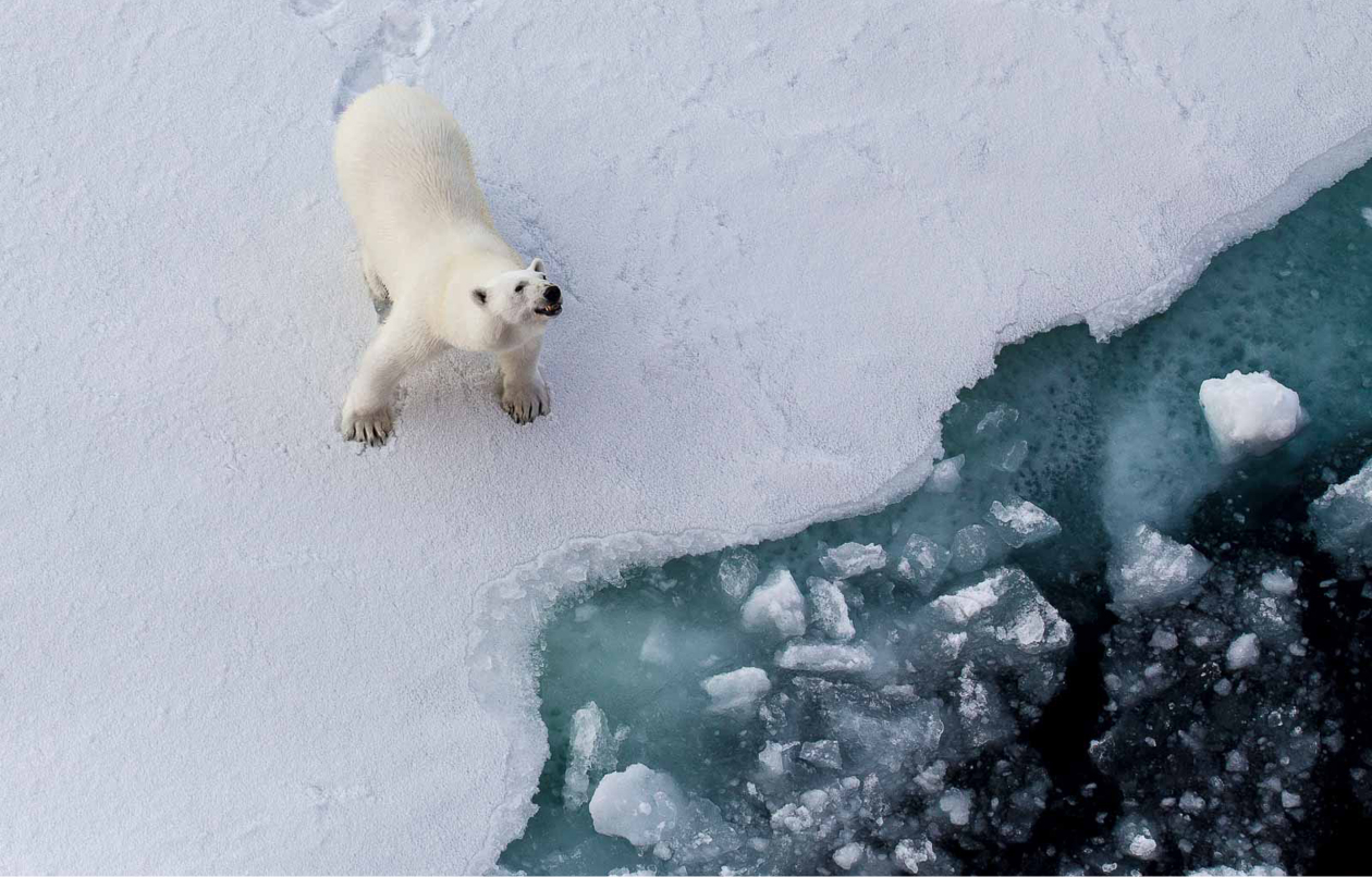 Ледокол открытий, 2022 год, Росатом. Арктика, Белый медведь