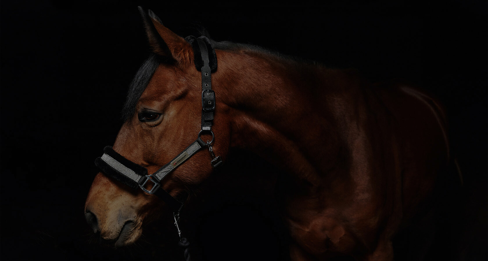 York market - товары для конного спорта