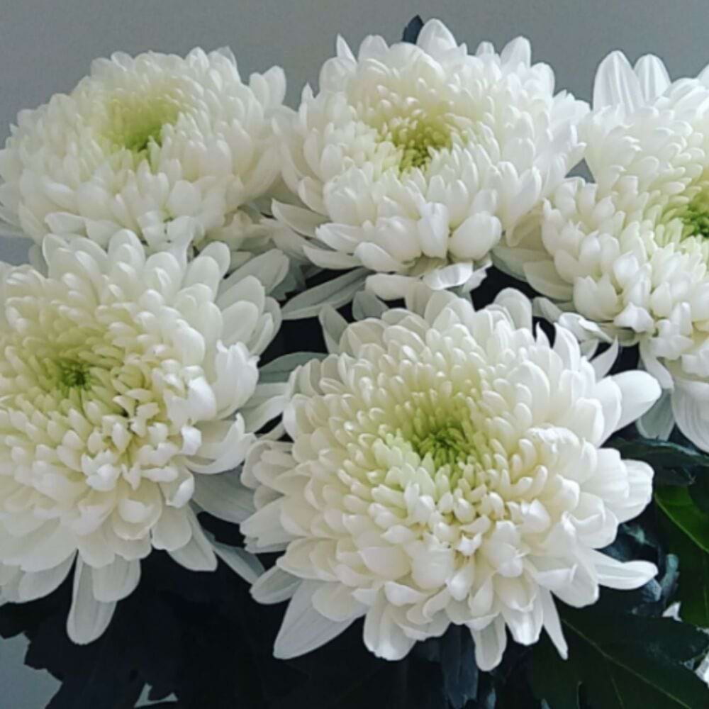 Хризантемы