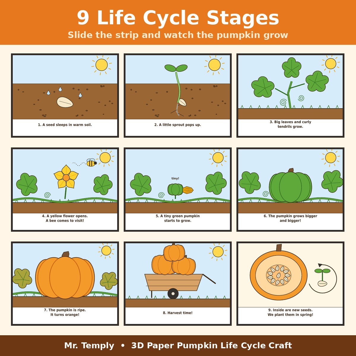 Nine pumpkin life cycle stages from seed to new seeds