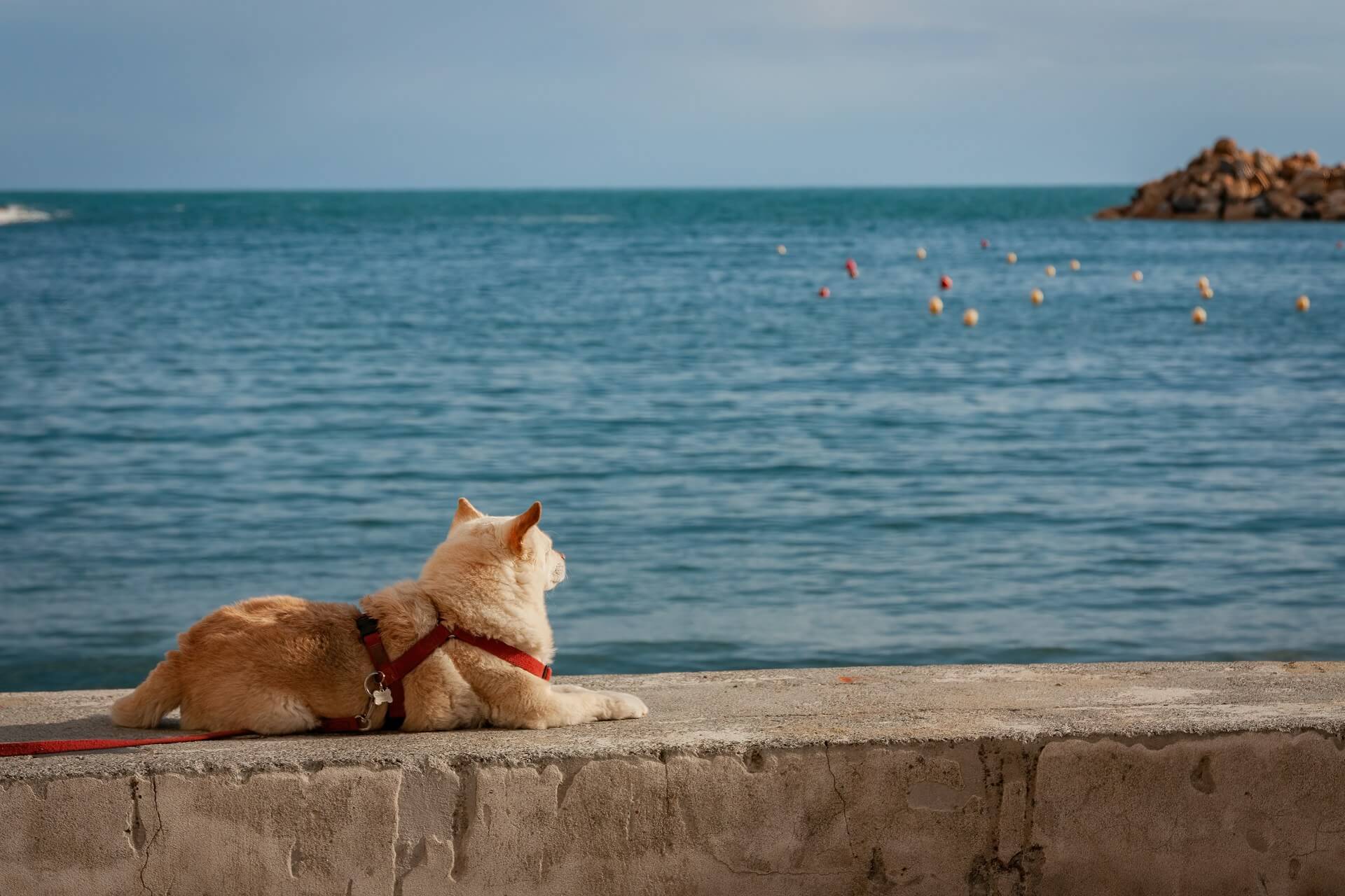 Собака в шлейке лежит на набережной и смотрит на море