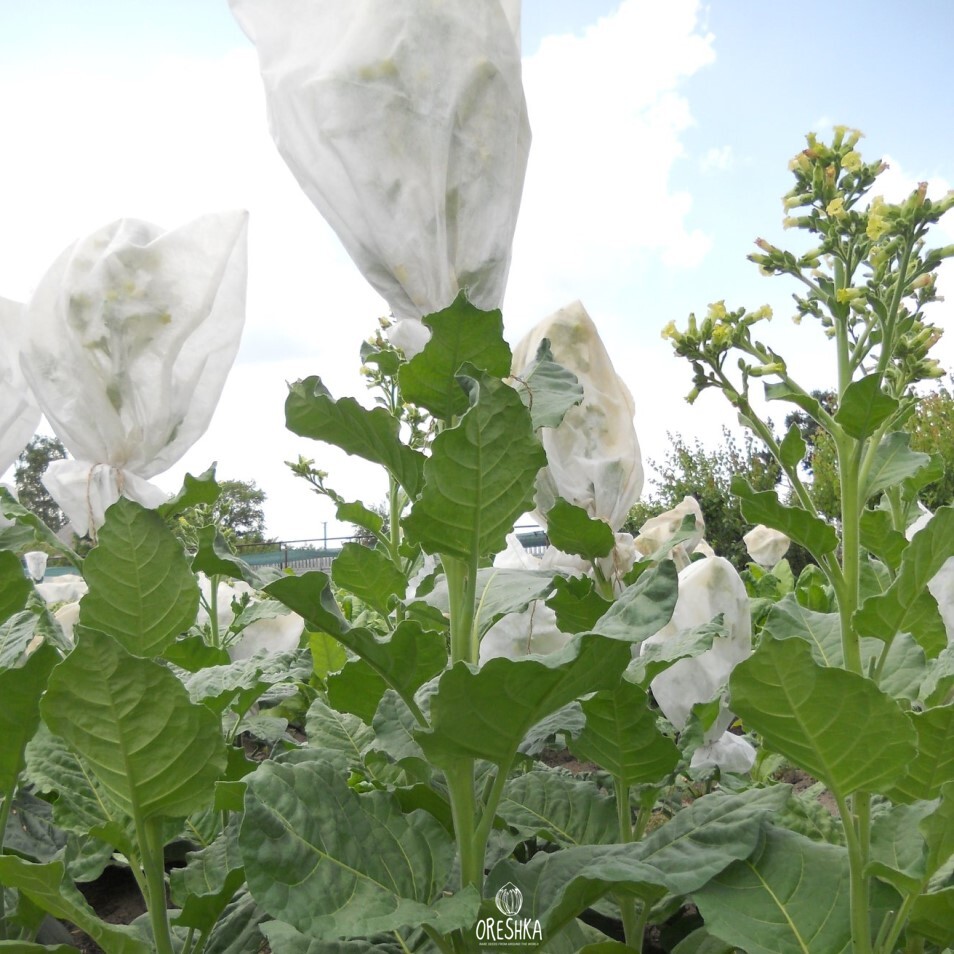 Seeds of Табак Santo domingo (махорка) (Nicotiana tabacum) — 300 pcs