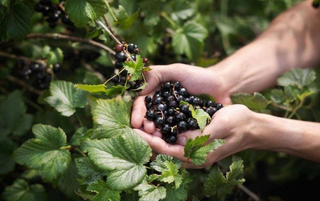 Обрезка сада для начинающих и опытных садоводов