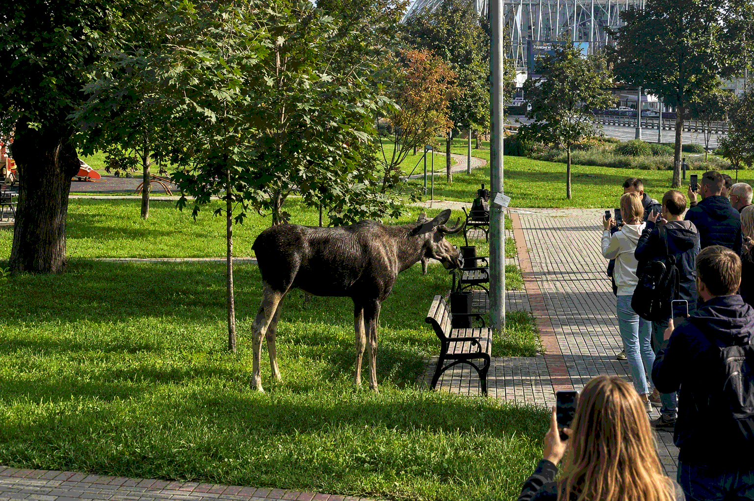 Лось в центре Москвы