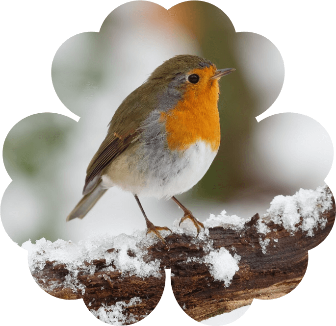 Лесные птицы