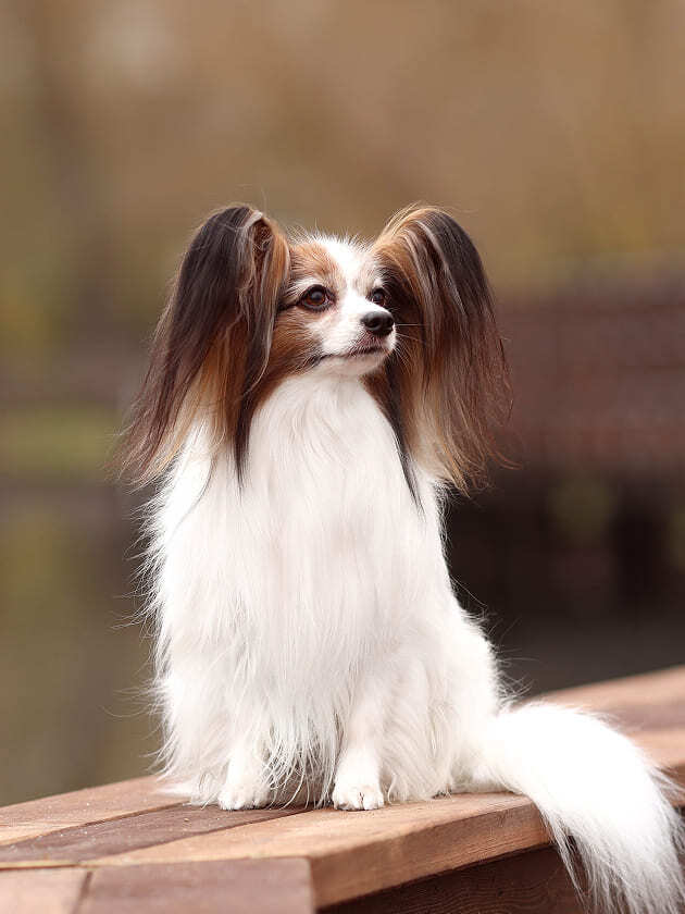 бело-соболиный папийон