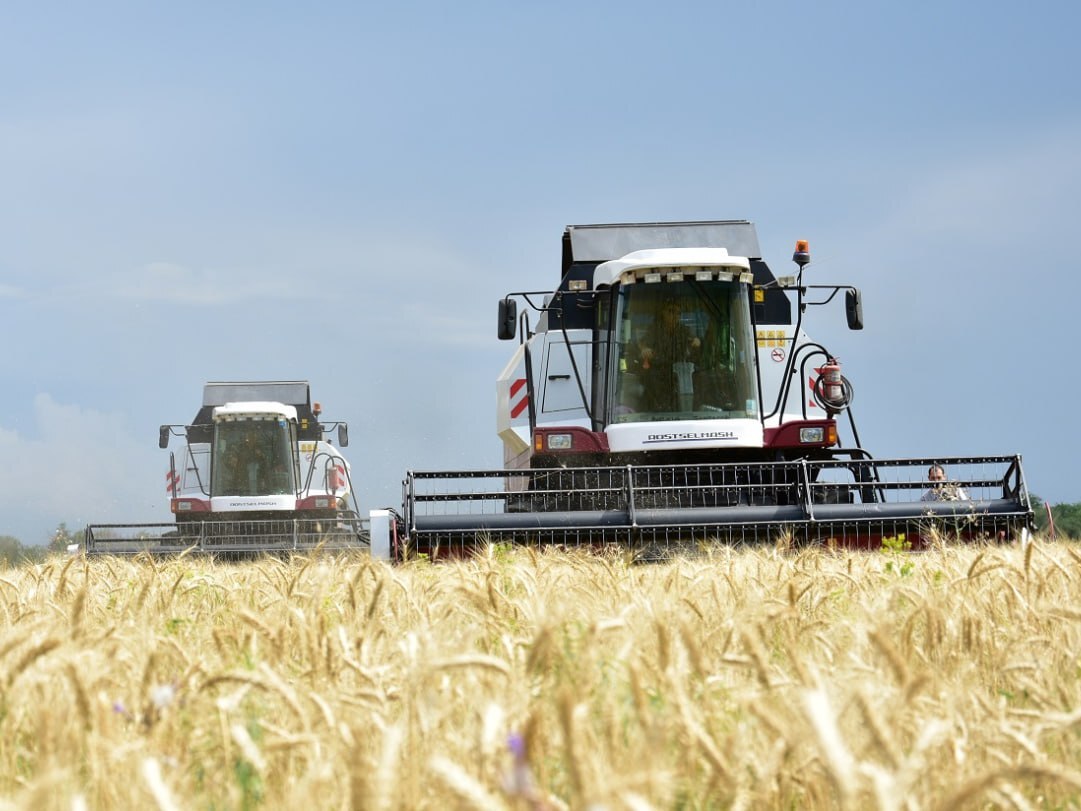 Краснодарский край собрал на 20% меньше зерна из-за засухи