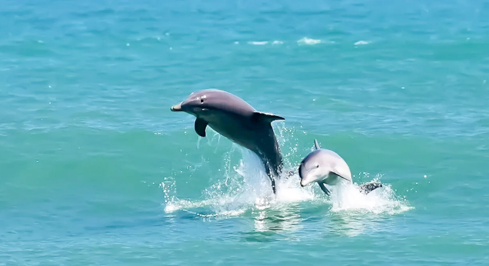 Как спят дельфины в море