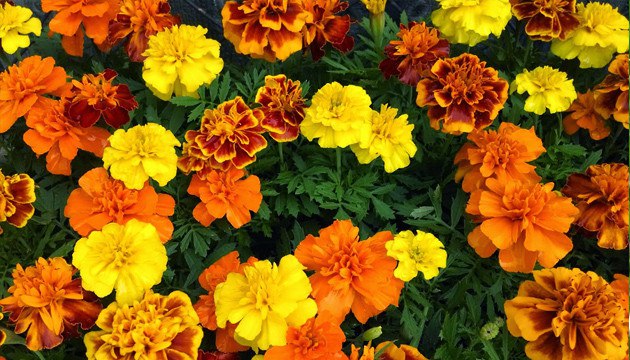 Бархатцы растения компаньоны для грядки с овощами