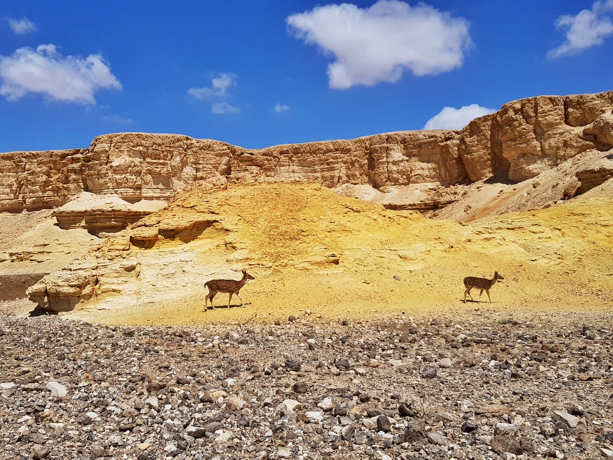 Дикие антилопы, Арава, Израиль.