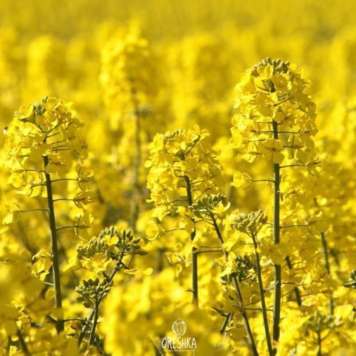Cabbage and Brassicas — Oreshka Seeds