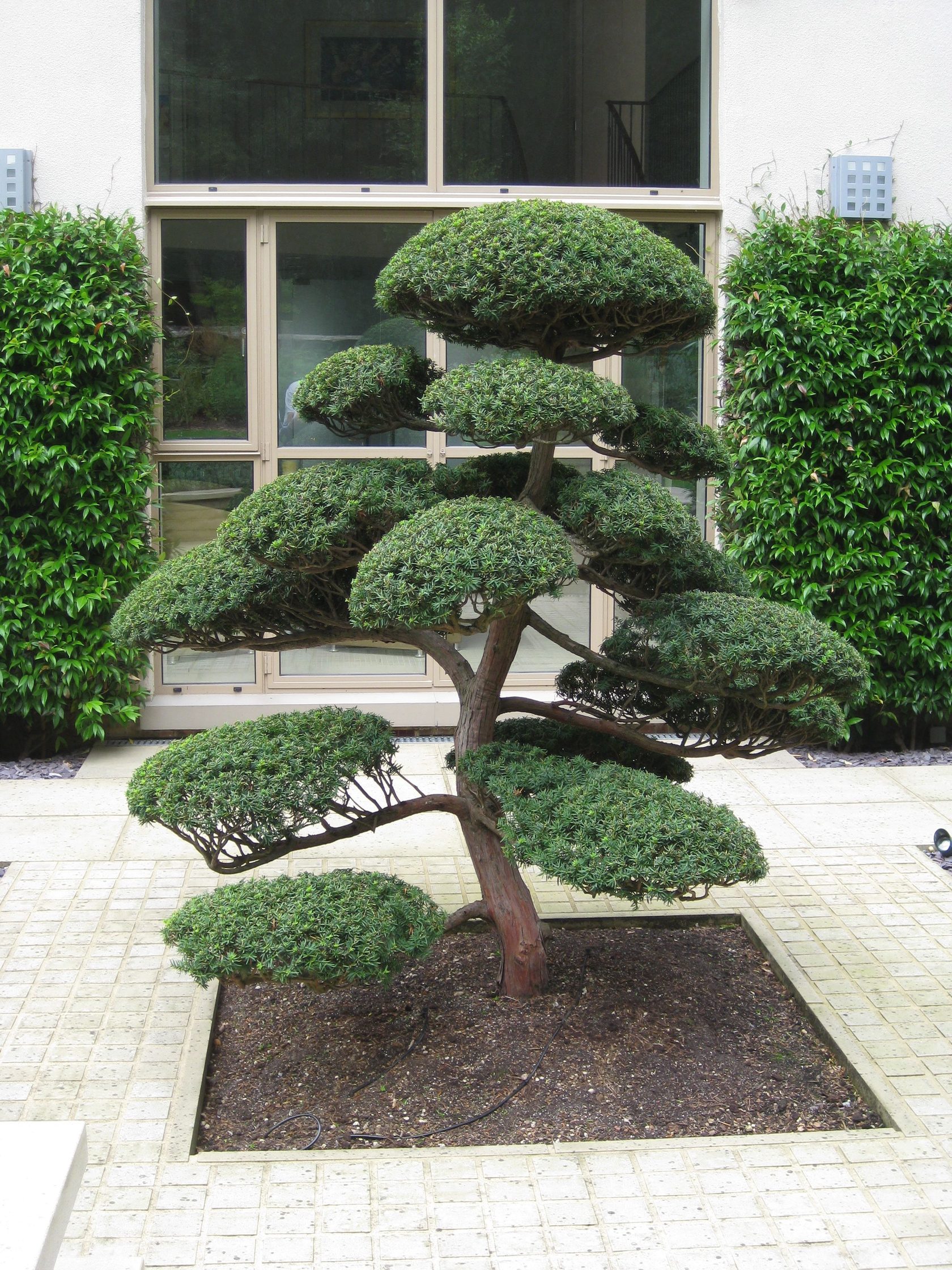 Imperial Garden. Время сажать крупномеры.