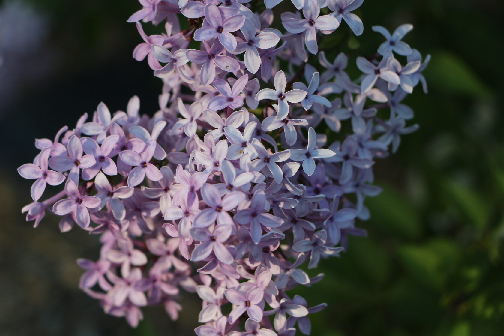 Сaужеана (syringa chinensis Saugeana)