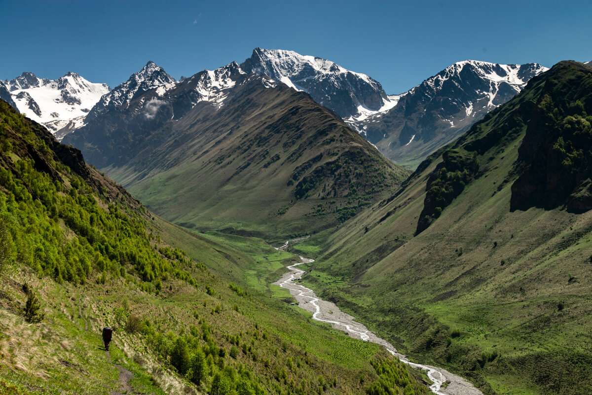 Северная осе