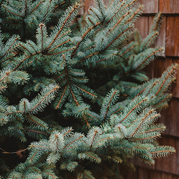 восковые свечи