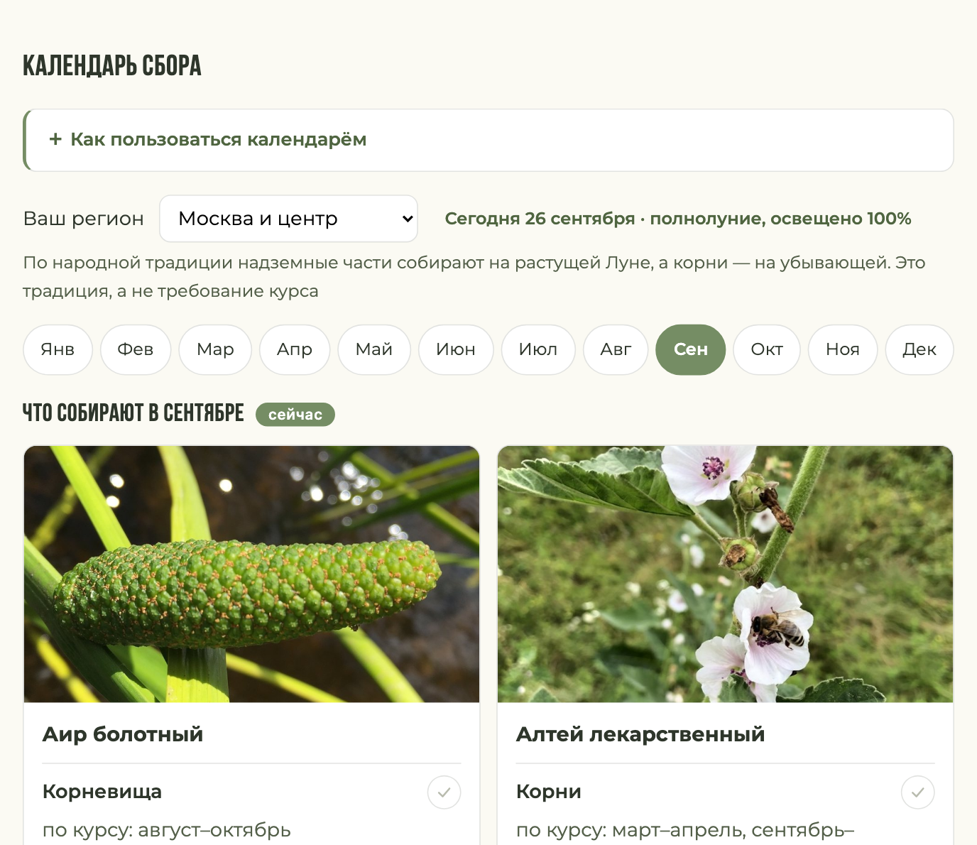 Календарь сбора: какие травы собирают в этом месяце, с фотографиями