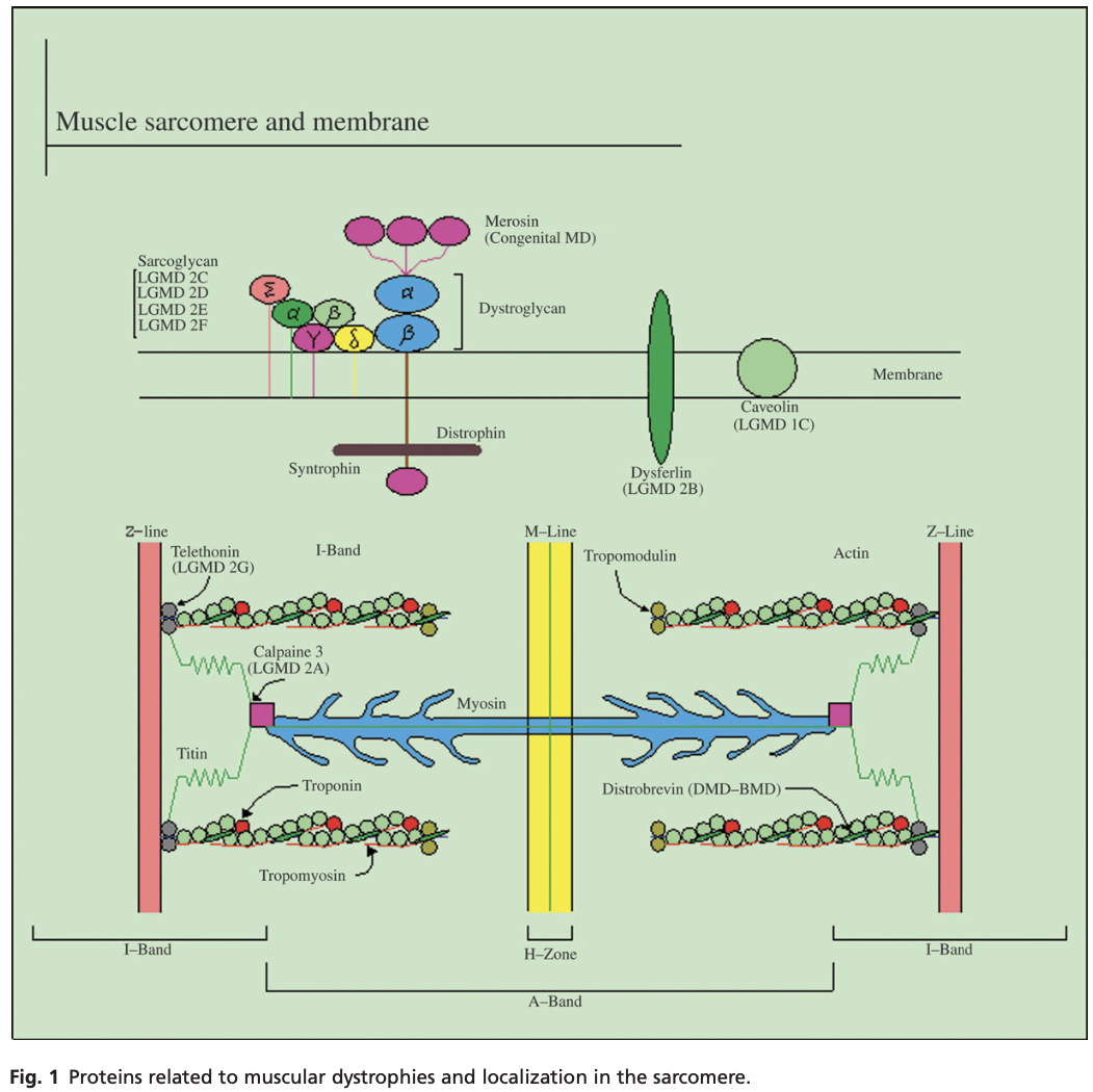 Illustration for the creatine kinase monitoring study 2