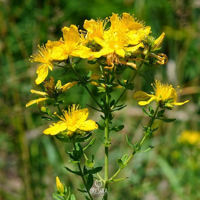 Hypericum perforatum leaf perforations held to light