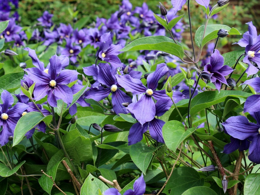 Клематис интегрифолия. Клематис Интегрифолия integrifolia. Клематис Интегрифолия сорта. Клематис integrifolia (сорт Arabella).