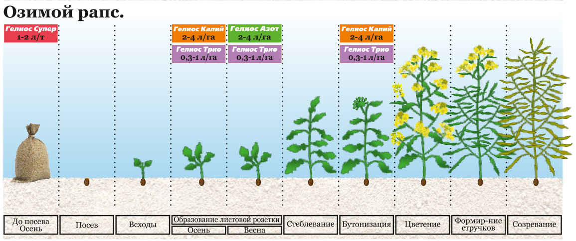 Особенности возделывания озимого рапса схема