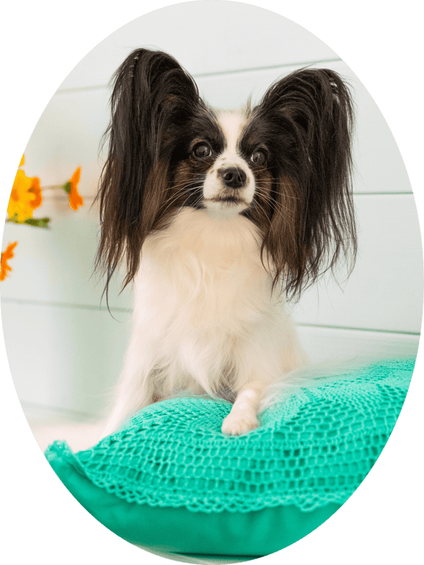 папийон на голубых подушках