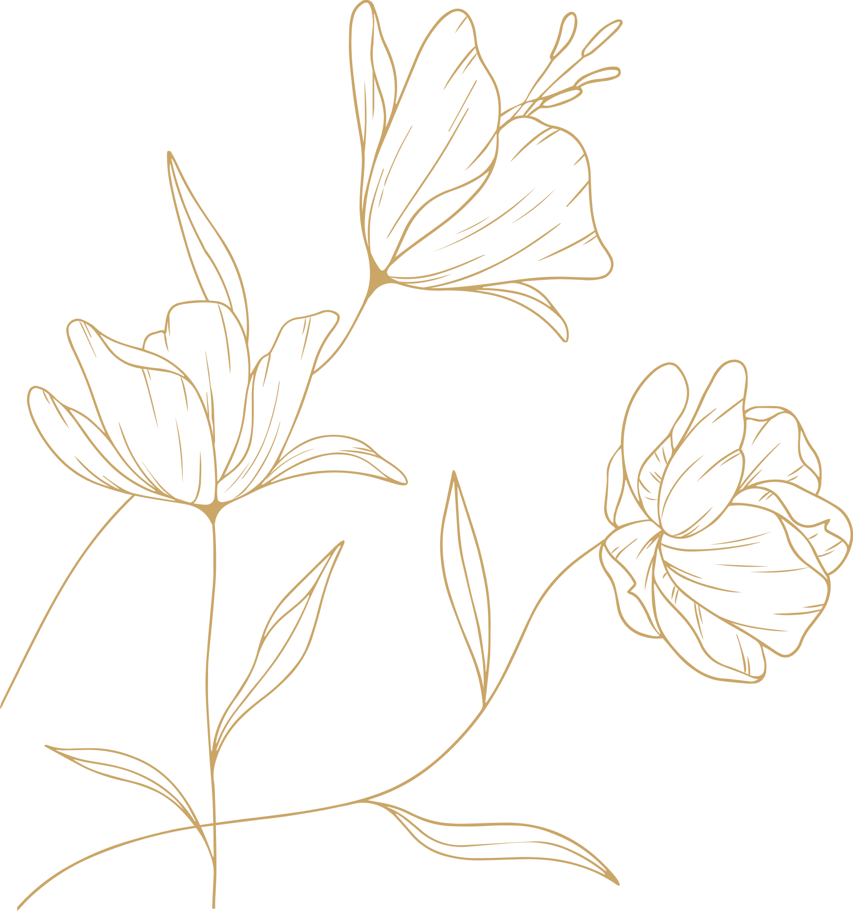 Как ухаживать за цветами, памятка-инструкция MOON FLOWERS