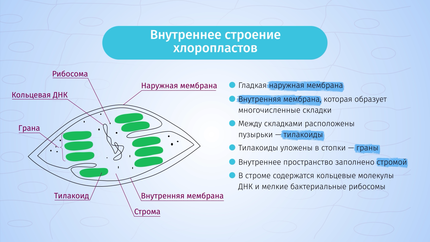 Онлайн-курс «Строение клетки. Цитология»