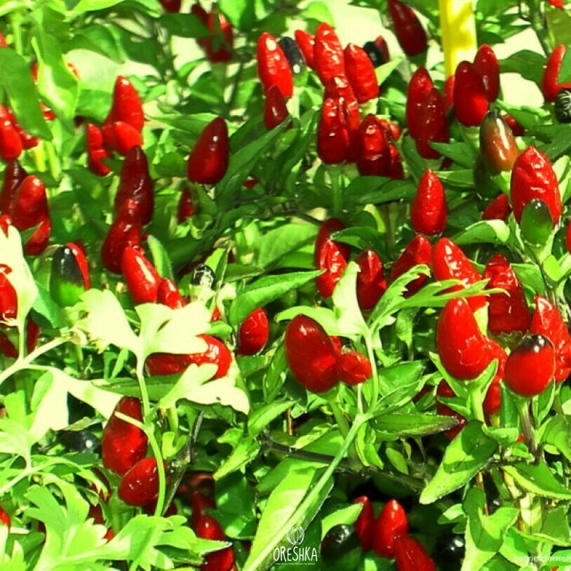 Seeds of Hot pepper African bird's eye (Capsicum chinense Piri Piri) — 5 pcs