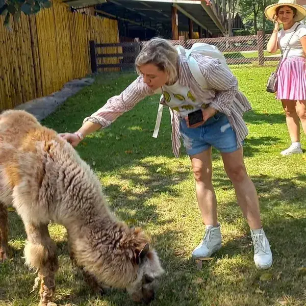 Туристка гладит пасущуюся альпаку
