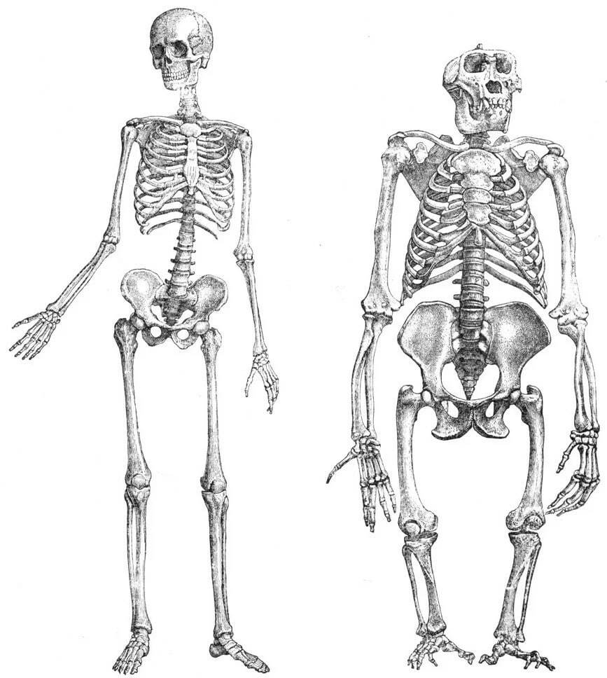 Слева направо: скелет человека и скелет примата

